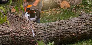 Best Hedge Trimming  in Spearman, TX