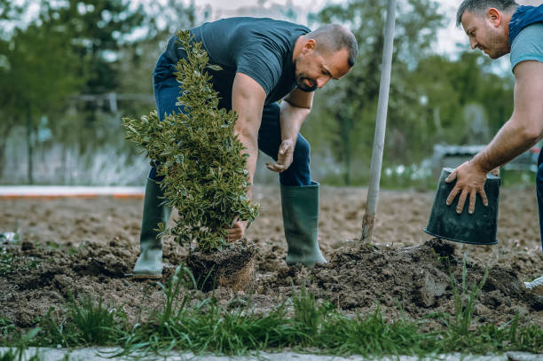 Best Fruit Tree Pruning  in Spearman, TX