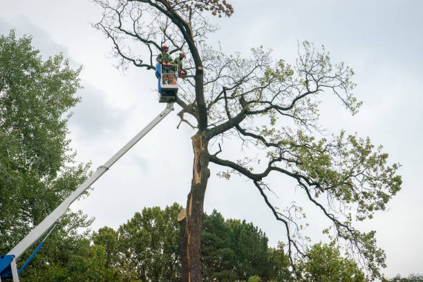 How Our Tree Care Process Works  in  Spearman, TX