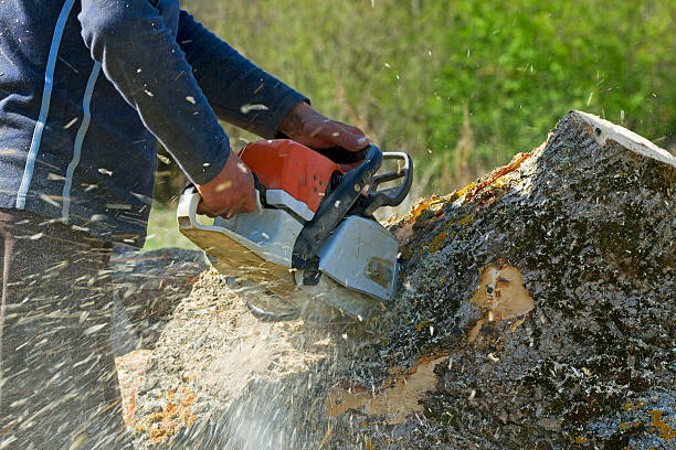 Best Lawn Irrigation Installation and Maintenance  in Spearman, TX