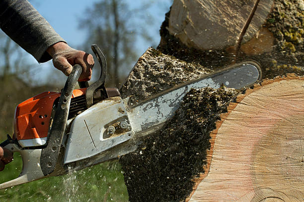 Best Hazardous Tree Removal  in Spearman, TX