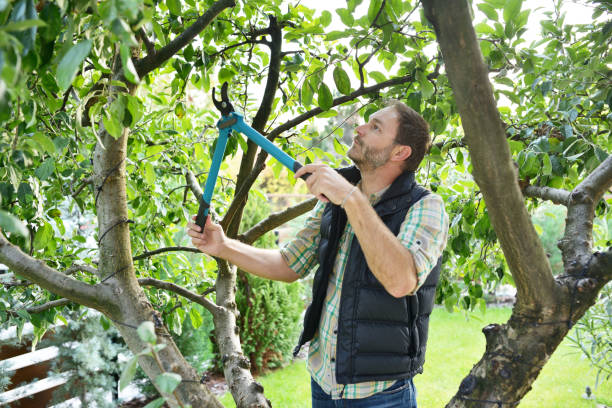 Best Tree Trimming and Pruning  in Spearman, TX